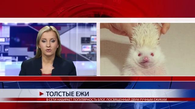 ТОЛСТЫЕ ЕЖИ смотреть онлайн