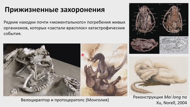 Яна Шурупова: "Что такое палеонтология?" смотреть онлайн