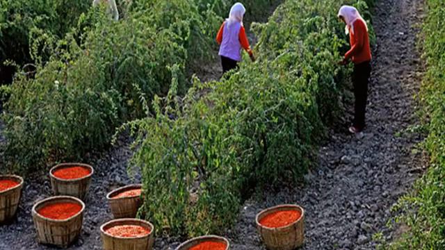 где можно заказать ягоды годжи