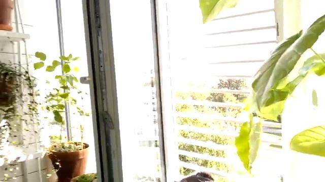 Мои комнатные цветы на балконе смотреть онлайн