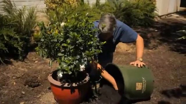 How To Repot Gardenias