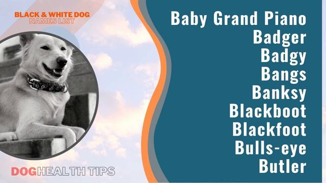Over 150 Best Black And White Dog Names For Your Bicolor Puppy ! Unique Dog Names 2021 смотреть онлайн