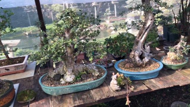 #bonsai#olea#delice#azela#açelya#mygarden#soykanfidanlığı смотреть онлайн