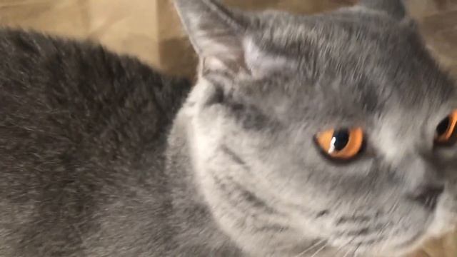 Кошачьи ПРИКОЛЫ серой кошки ДУСИ / ПОДБОРКА смотреть онлайн