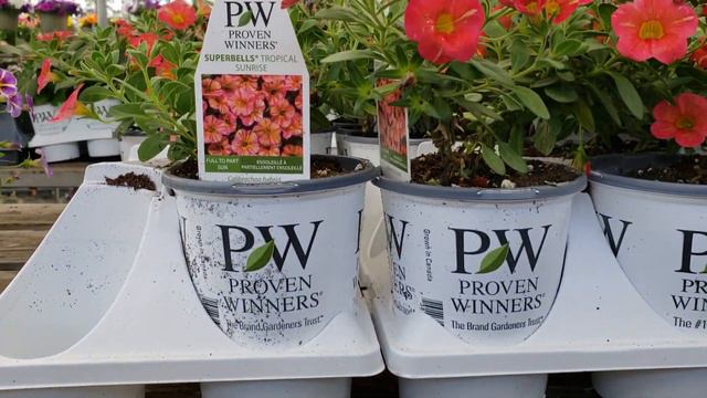 Superbells 和 Supertunia 的不同之处，以及其应用和养护要点