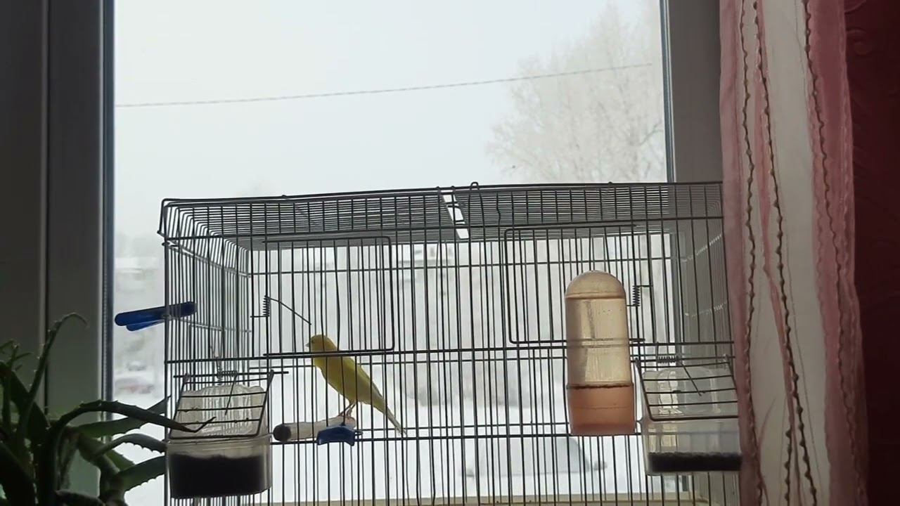 Песня кенара 31 декабря 2022 год. смотреть онлайн