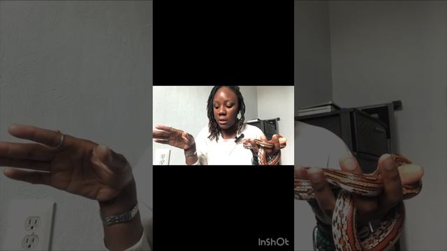 How To Take Care Of A Corn Snake ? #cornsnake #reptile #ballpython #boa #exotic смотреть онлайн