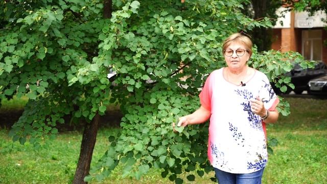 Дерево Липа на даче ? Полезные свойства смотреть онлайн