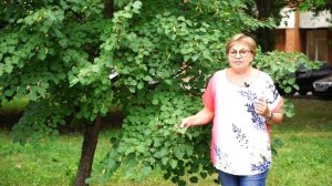 Дерево Липа на даче ? Полезные свойства