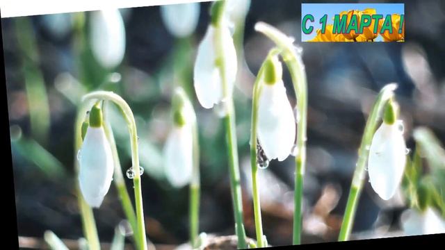 C 1 МАРТА !С первым днем Весны! смотреть онлайн