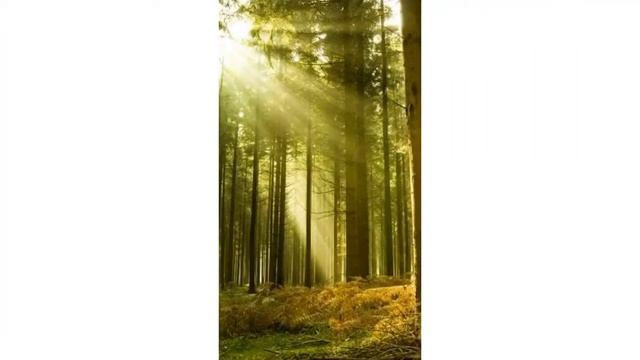 Красивый лес из «Яндекс картинки» смотреть онлайн