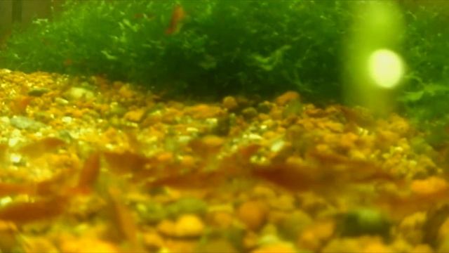 зоомагазин АМФИБИЯ Тамбов (едят ли креветки корм трубочник ?) смотреть онлайн