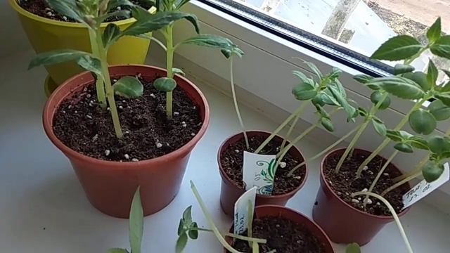 БАЛЬЗАМИН ТОМ САМБ.#БальзаминТомСамб