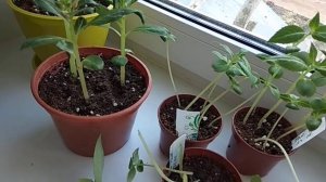 БАЛЬЗАМИН ТОМ САМБ.#БальзаминТомСамб