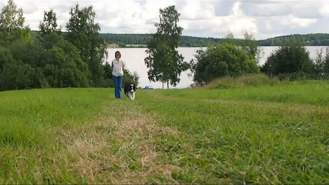 Using basic herding skills in dog training смотреть онлайн