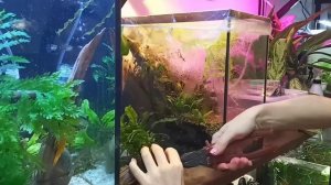 Дёшево, надёжно и практично ? Как я выращиваю аквариумные растения на земле ?