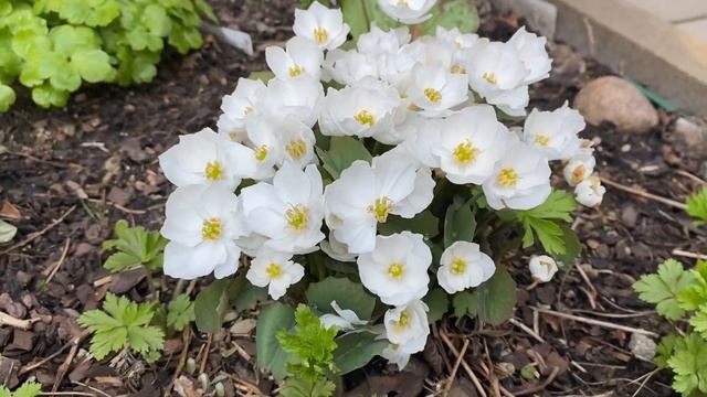 Джефферсония сомнительная (Jeffersonia dubia и Jeffersonia dubia alba) смотреть онлайн