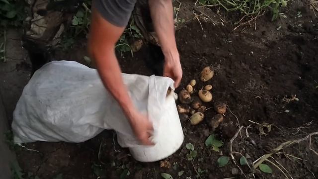 Садим и сравниваем какая картошка дает лучшие результаты крупная резаная или мелкая с куриное яйцо смотреть онлайн