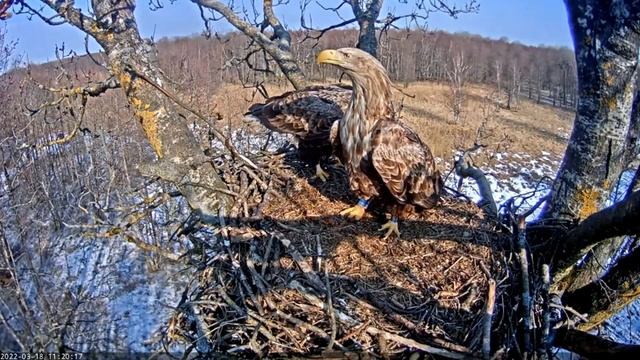 White-Tailed Eagles (Haliaeëtus albicilla)_A WTE couple at the nest ~11.17-11.21; 11.30-11.33 18/03 смотреть онлайн