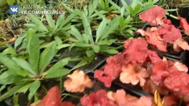 Путешествие по городу. Питомник 