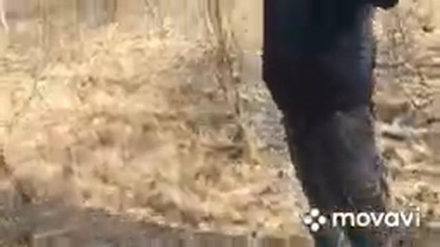 Красивая свежая пара. Шикарные рога лося. Ходим после многих.) смотреть онлайн