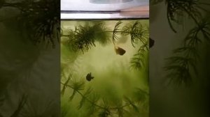 Вы узнаете как увидеть беременную самку меченосца.№58