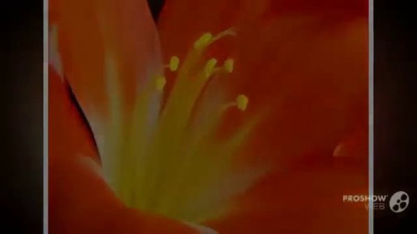 Цветы Кливия (Clivia Miniata flower)