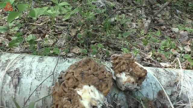 Сморчки - мастера маскировки! "Дневник грибника" 16 мая 2023. смотреть онлайн