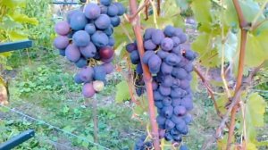 Виноград Забава в условиях Средней полосы.