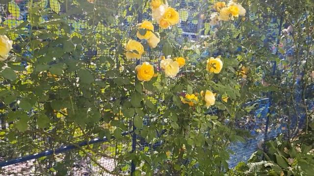 Обзор Плетистых роз на Опоре,5 сортов -Пик Цветения!!!! 12 июня 2021 года смотреть онлайн