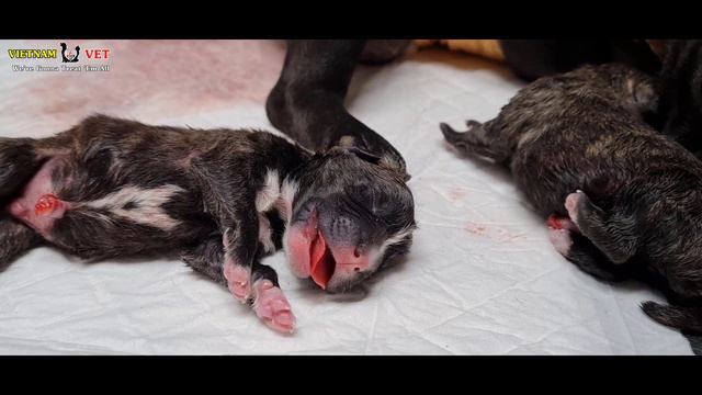 Baby newborn French Bull Dog Wanna say Something with this world? смотреть онлайн