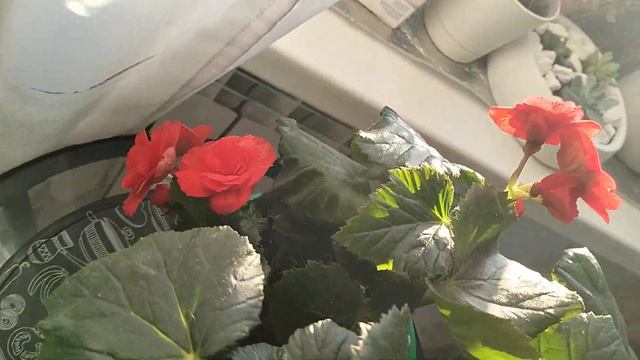 Бегония Элатиор из Леруа Мерлен, покупала в прошлом году смотреть онлайн