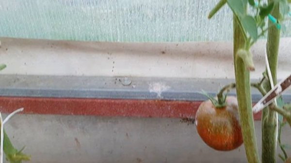 Черно-коричневый кабан