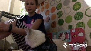 Как приучить кошку к шлейке )