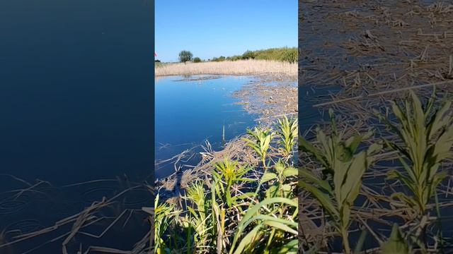 Еще одна рыбалка в луже !