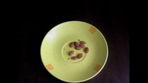 Выращиваем персик из косточки от А до Я. Часть 1-я. Как прорастить косточку персика.