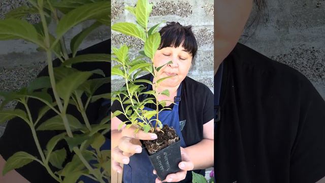 Гортензии доступные к заказу ☎️89509999994 заказы пишите на ватсап смотреть онлайн