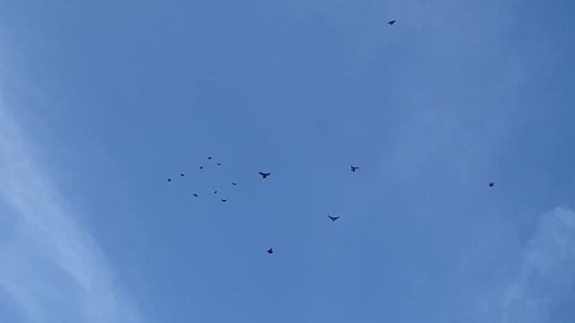 Голуби Слюнченко Ивана Ростовская область орловский район 4.11.2023 смотреть онлайн