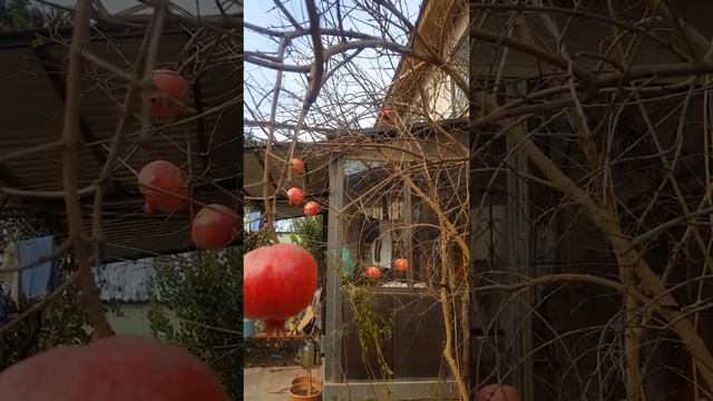 Утепление пола под горшками для оливок и снятие урожая хурмы и гранат. Крым. Керчь смотреть онлайн