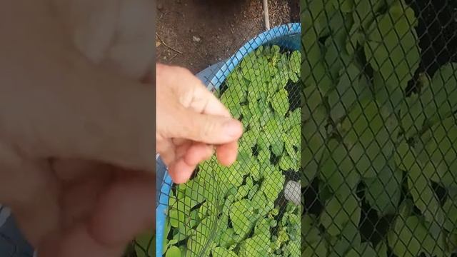 Proteção Pra Caixa D'água Dos Peixes