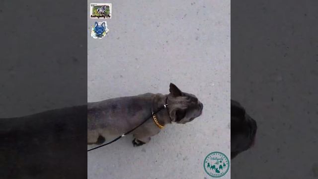 Французский бульдог !!!For sale!!! смотреть онлайн