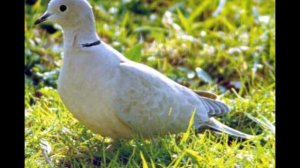 Птица Кольчатая Горлица поёт