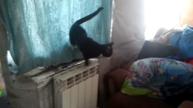 КОТ в бандаже.. СМЕШНО!!!!!!!!! смотреть онлайн