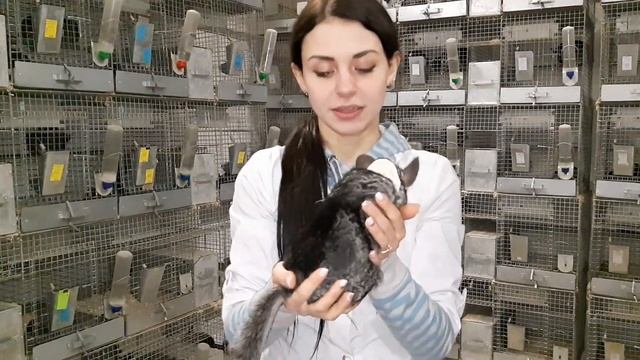 Окрасы  шиншилл на фермах Chinchilla.fur.ukraine | Chinchilla.Fur.Ukraine