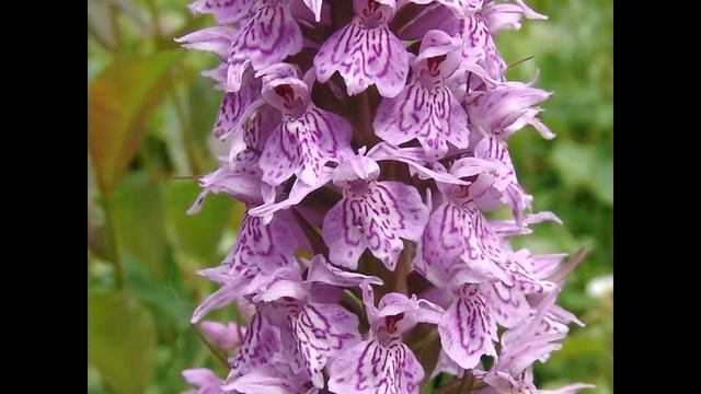 ПАЛЬЧАТОКОРЕННИК (DACTYLORHIZA) сем. Орхидные смотреть онлайн