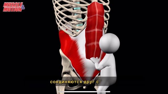 Поперечная мышца живота. 3d anatomy. MUSCLE MOTION смотреть онлайн