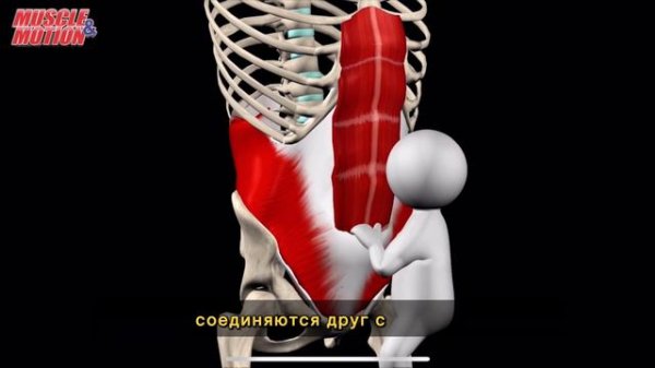 Поперечная мышца живота. 3d anatomy. MUSCLE MOTION
