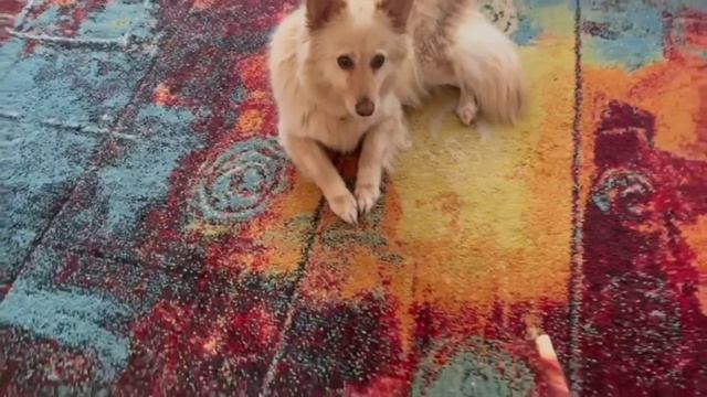 Лисичка официально дома| Она теперь гражданка Финляндии ?? ❤ #лапапомощи#животные смотреть онлайн