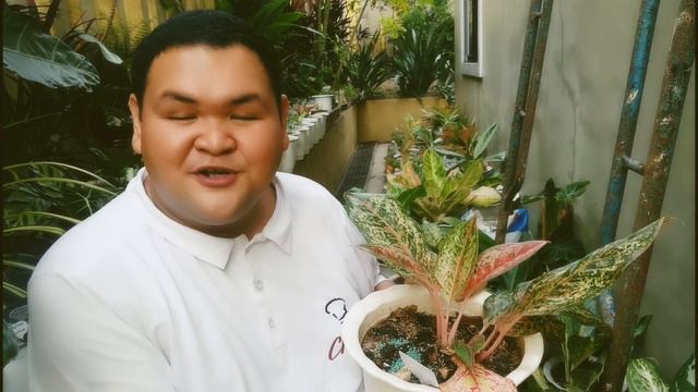 Murang Bilihan ng Rare Plants Like Aglaonema at Philodendron sa Caloocan смотреть онлайн