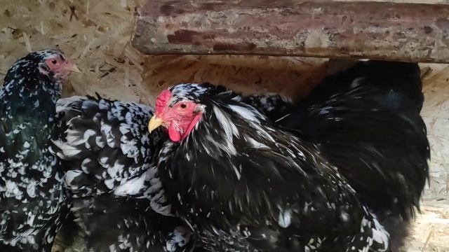 Куры брама мрамор смотреть онлайн